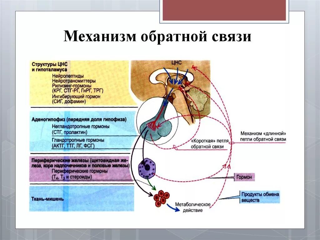 Механизм регуляции обратной связи. Механизм обратной связи физиология. Механизм отрицательной обратной связи. Примеры механизмов с положительной обратной связью.