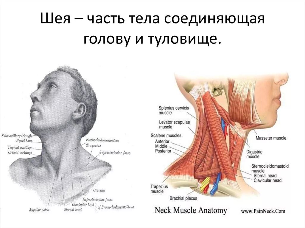 Кончаться шея. Строение шеи сбоку. Мышцы шеи кивательная мышца. Мышцы шеи анатомия строение. Части шеи названия.