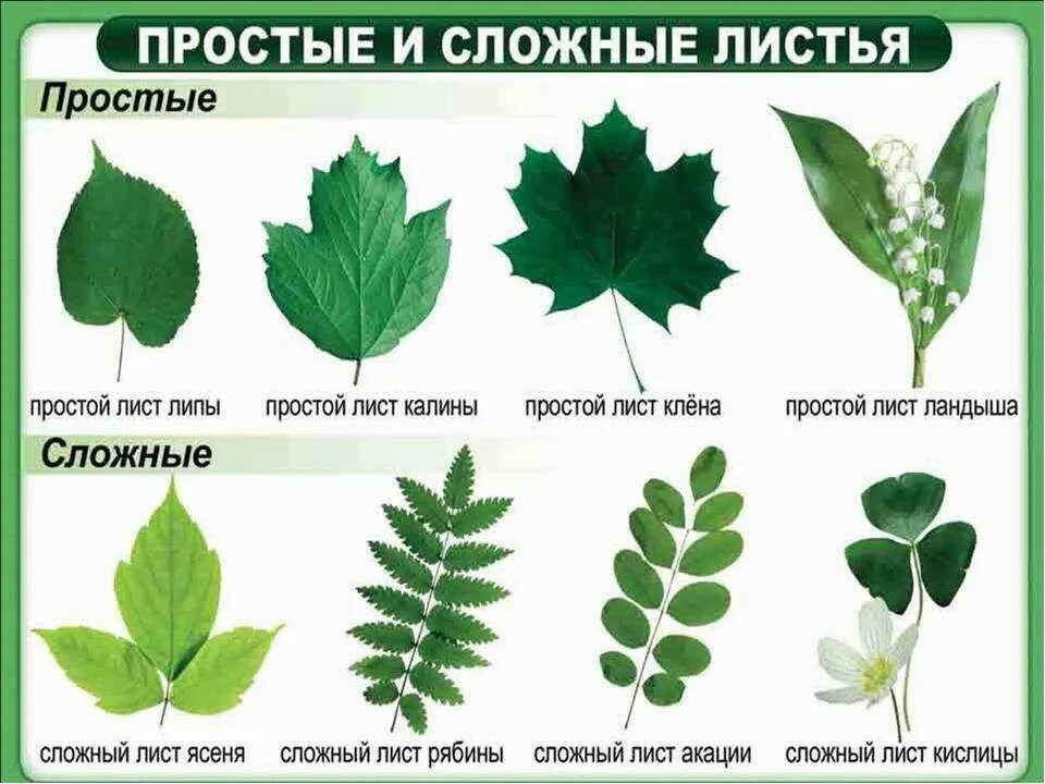 Как называется 1 лист растения. Форма листьев покрытосеменных. простые и сложные листья растений. покрытосеменные простые листья. форма листовой пластинки клена американского.
