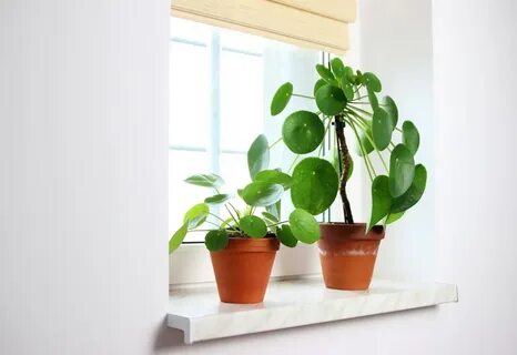 Plants 19