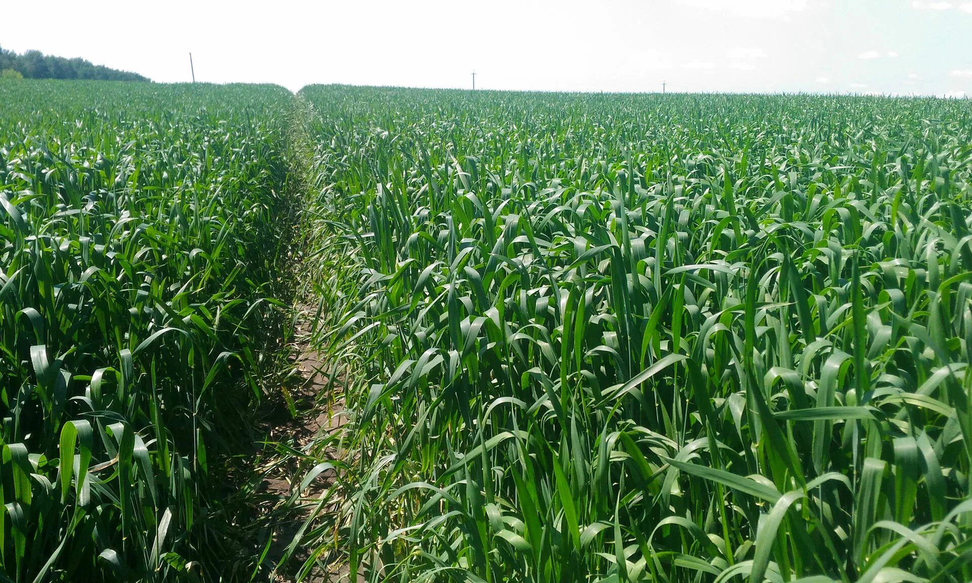 какие культуры выращивают в московской. теплицы выборжец. зао агрокомбинат московский. отрасли сельского хозяйства в московской области. сидоров сергей сергеевич агрокомбинат московский.