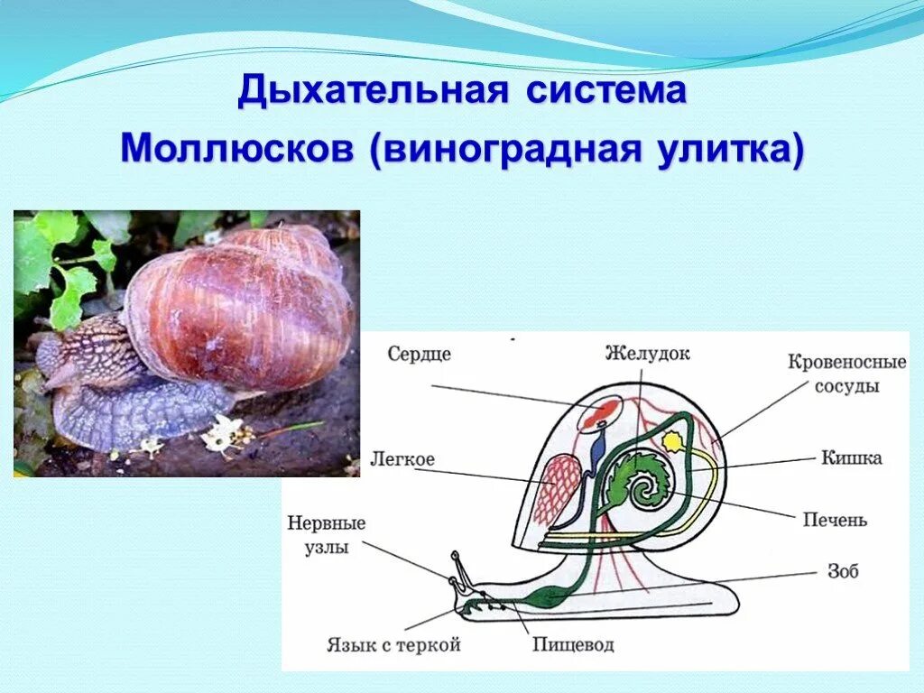 Брюхоногие моллюски дыхательная система. Дыхательная система улитки прудовика. Органы дыхательной системы моллюсков. Органы дыхания брюхоногих моллюсков. Дыхание улиток