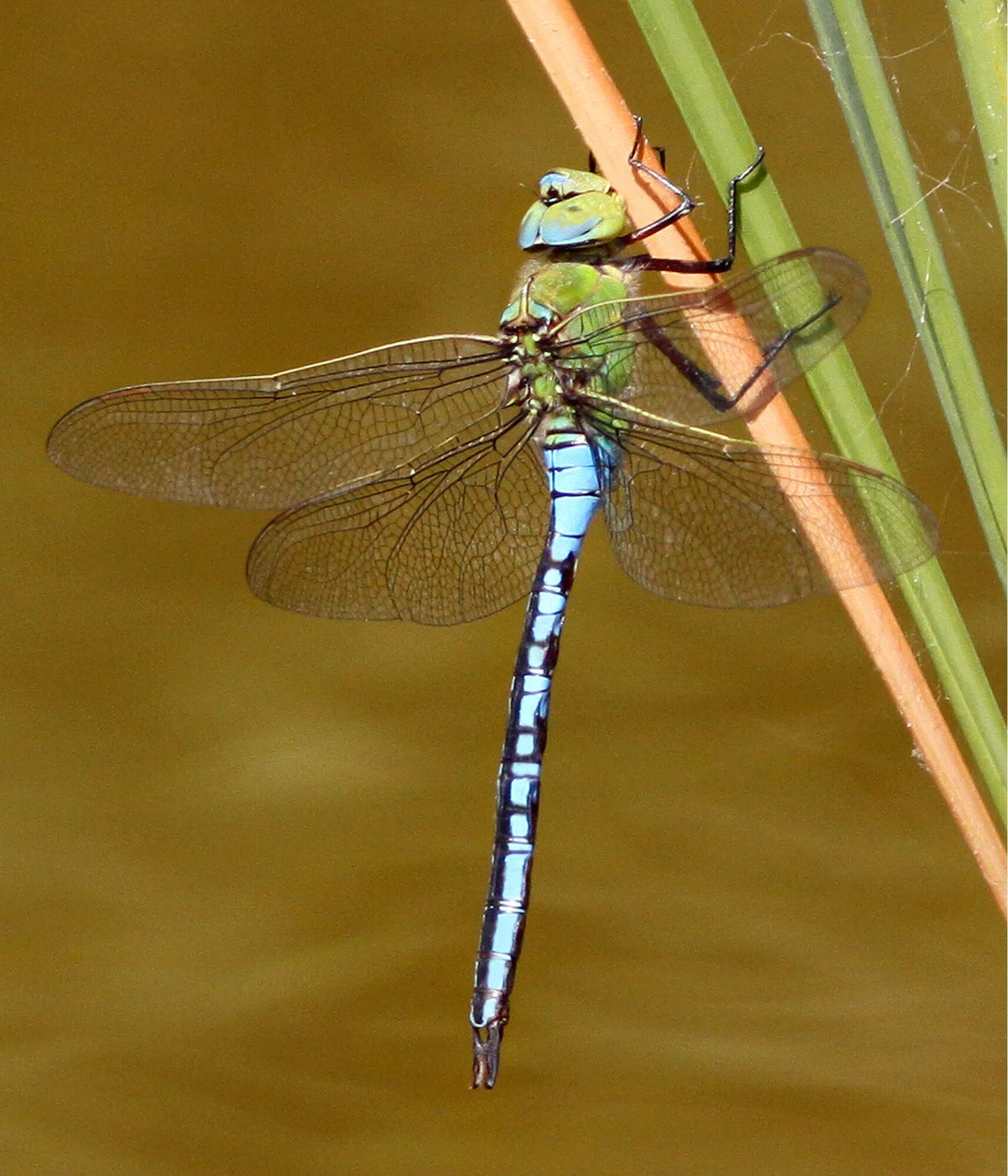 Blue dragonfly стрекоза. Стрекоза дозорщик император. Стрекоза дозорщик император. Стрекоза императорский дозорщик. Megaloprepus caerulatus.