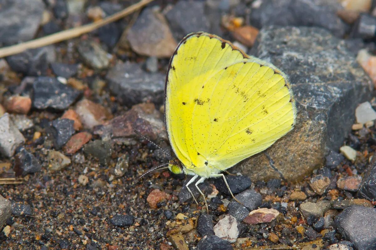 Желтые бабочки название фото Yellow Colored Butterflies Butterfly Colors