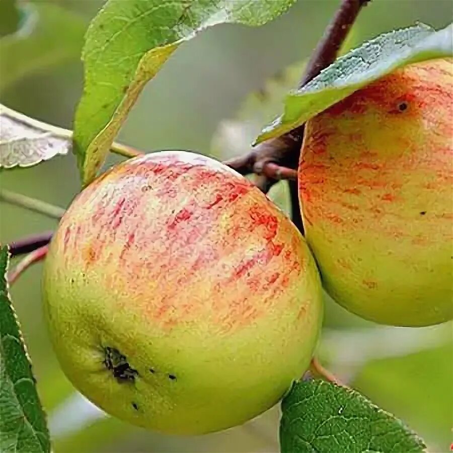 Яблоня "Коричное полосатое"