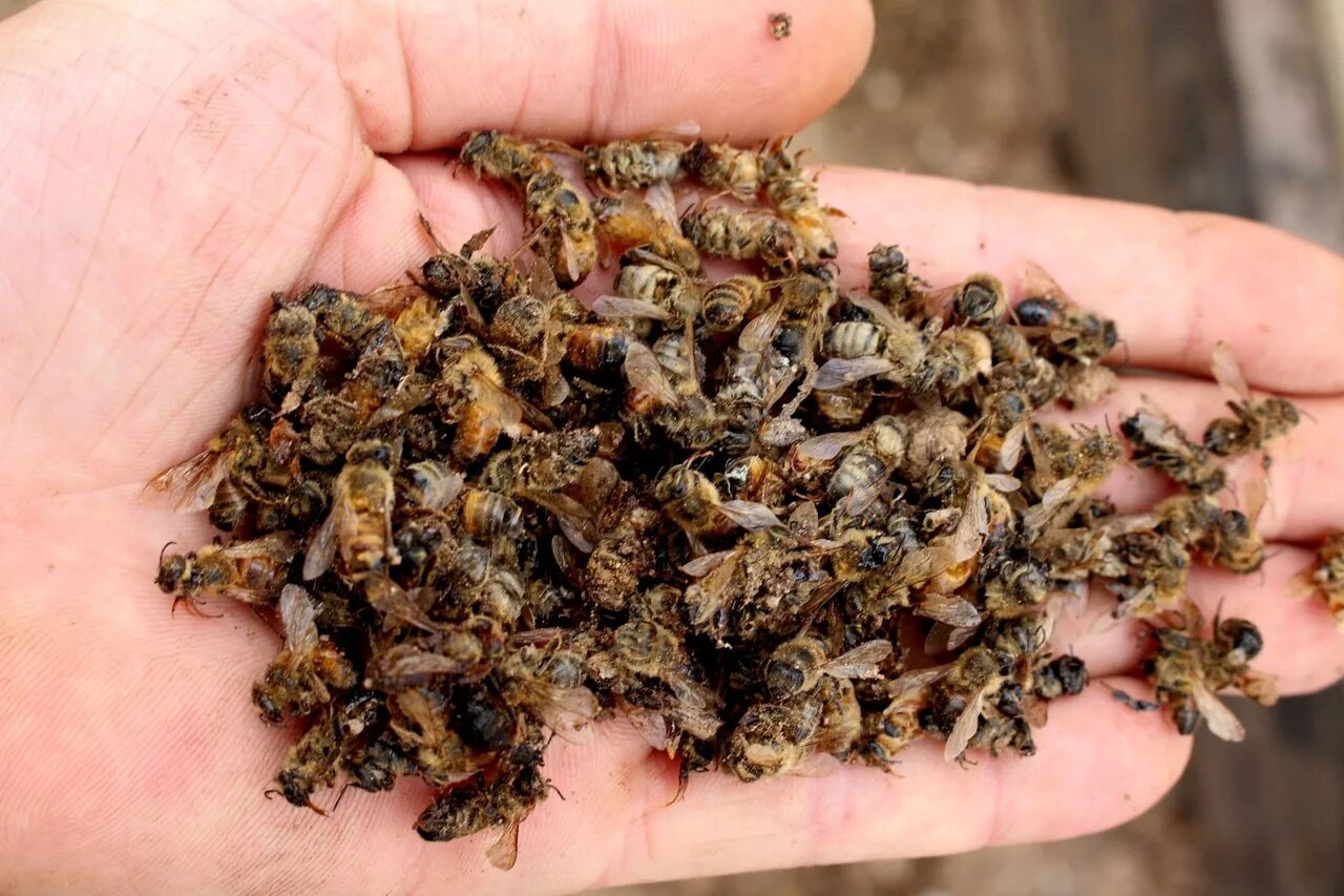 Массовая гибель пчел. Гибель пчел от пестицидов. Пчела засушенная. Пчелиный подмор.