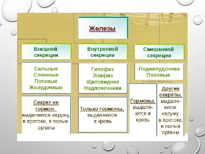 Железы внешней внутренней и смешанной секреции. Биология 8 класс железы внешней внутренней и смешанной секреции. Железы смешанной секреции таблица. Функции желез внутренней и внешней секреции. Чем характеризуются железы смешанной секреции