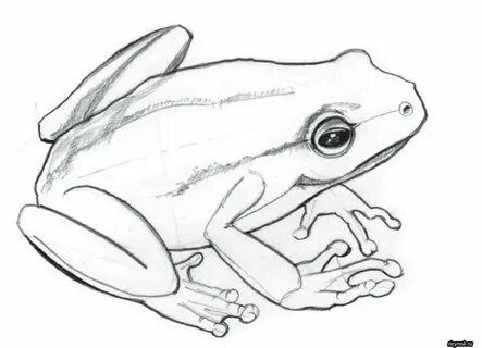 Нарисовать рисунок карандашом лягушку.