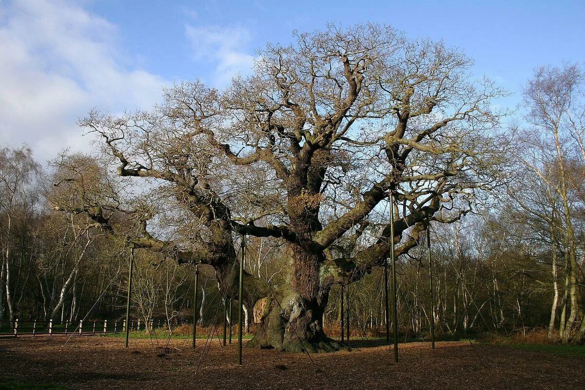 Шервудский дуб. Шервудский лес Изюм. Шервудский лес в Англии. Культовые деревья