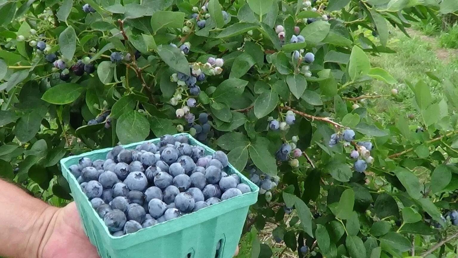 Голубика Патриот куст. Голубика Садовая. Голубика Садовая канадская.