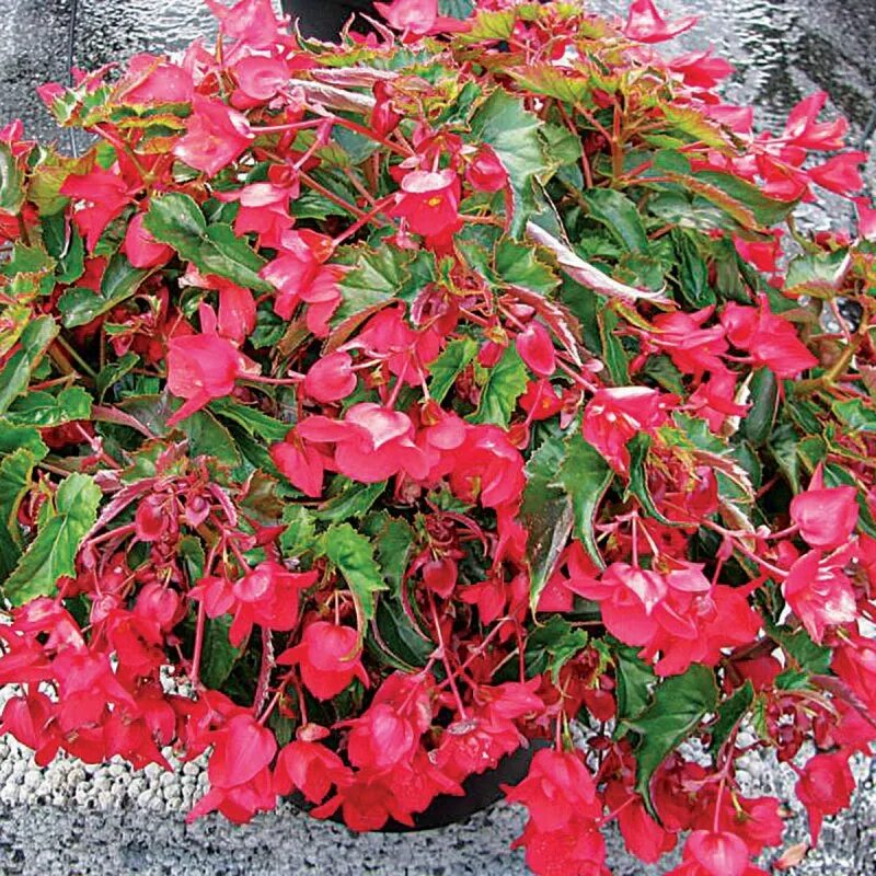 Бегония махровая садовая. Бегония вечноцветущая найтлайф red. Бегония клубневая уличная. Бегония в открытом грунте. Бегония садовая бегония садовая.