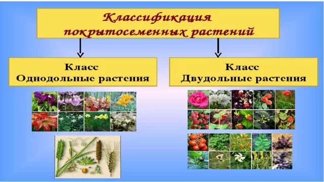Покрытосеменные растени Презентации Биология Docsity