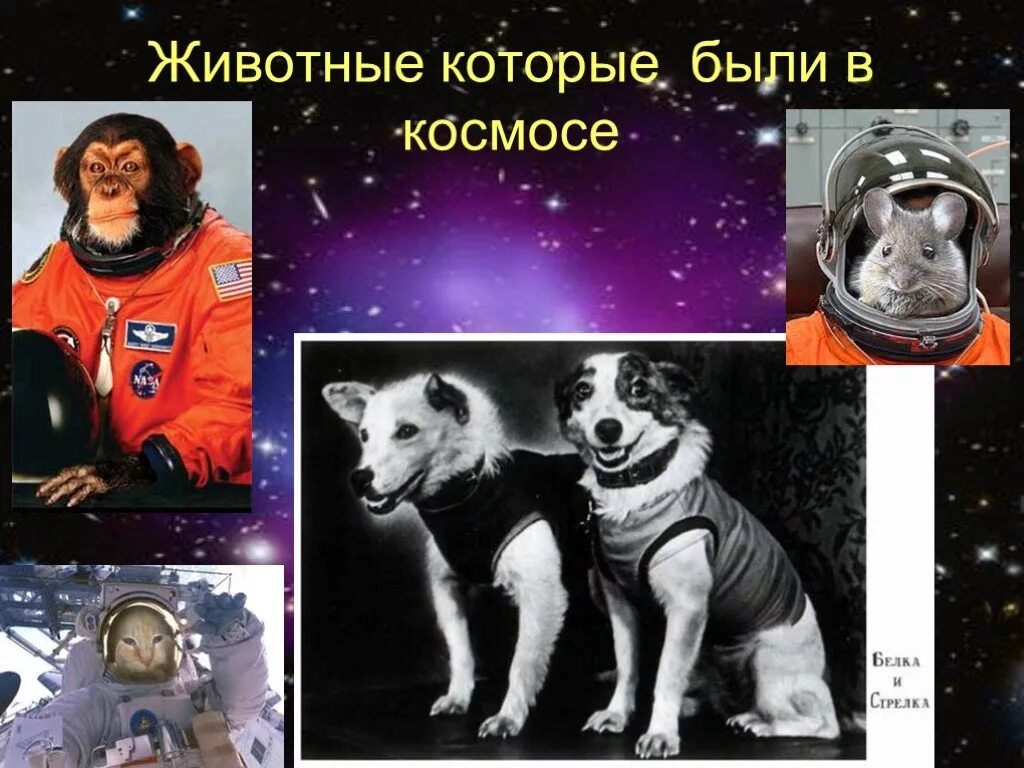 Презентация на тему первый в космосе. Животные в космосе. Первые космонавты животные. Животные которые побывали в космосе. Животные в космосе для детей.