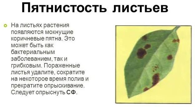 Листья груши коричневеют. Щитовка на антуриуме. Антуриум фитофтороз. Почему листья коричневые у цветов. Бурая пятнистость на комнатных растениях.