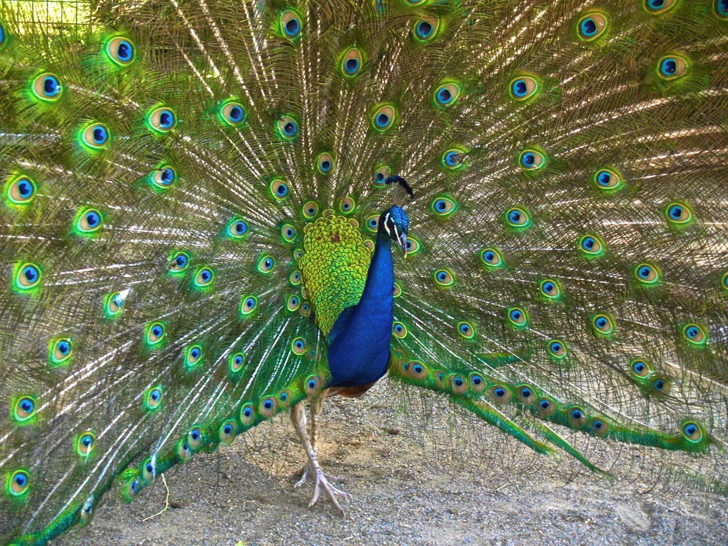 Павлины в живописи. Королева павлинов. Фантазийные птицы. Павлин кипр. Желтый павлин.