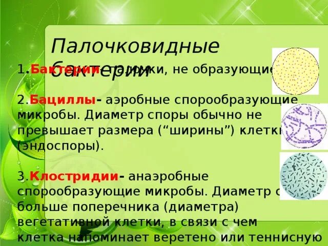 Микроорганизмы образующие споры. Спорообразующие бактерии. Перечислите спорообразующие микроорганизмы. Палочковидные бактерии не образующие спор.