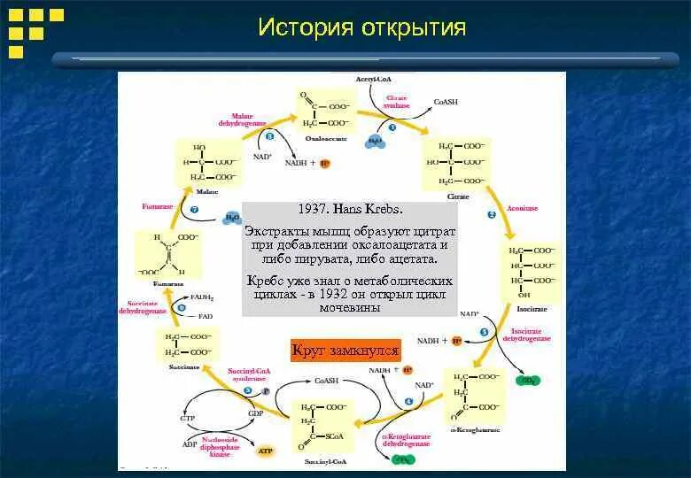 Цикл кребса сколько атф. Цикл Кребса биохимия. Глиоксилатный путь и цикл Кребса. Цикл Кребса убихинон.