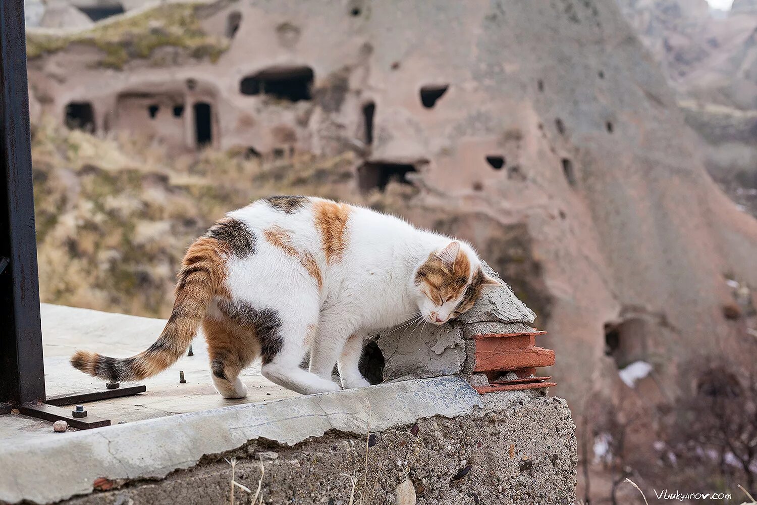 Turkey cats. Кошки в Турции. Коты в Стамбуле. Стамбул коты на улицах. Турецкие коты на улице.