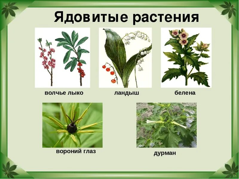 Ядовитые растения цветы. Опасные растения белена дурман вороний глаз волчье лыко. опасные растения белена, вороний глаз, дурман, ландыш, волчье лыко. волчье лыко дурман ландыш белена вороний глаз. ядовитые растения 2.