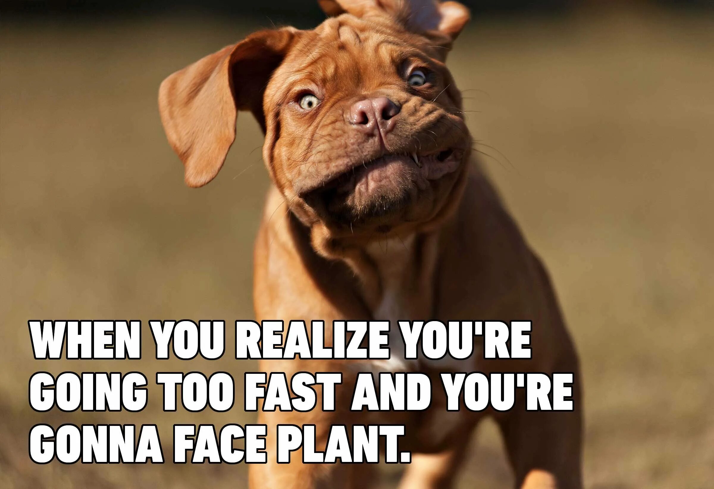 Funny faster. Funny dog memes. funny dog meme. weekend dog мем. memes fast animal.