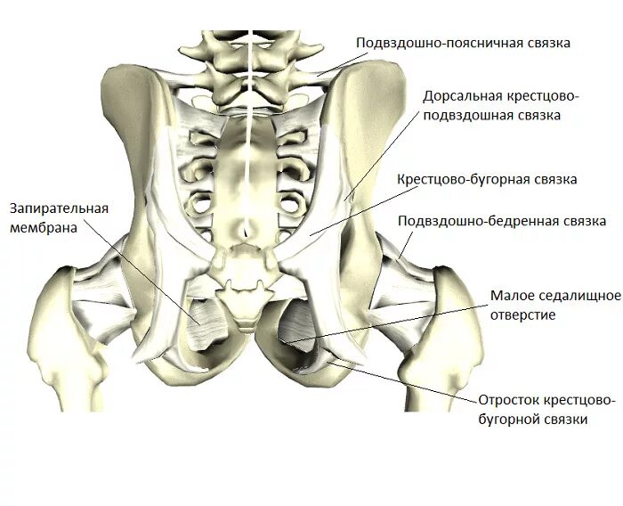 Подвздошная кость отдел. Кости крестцово подвздошного сустава. Связочный аппарат крестцово-подвздошных сочленений. Крестцово копчиковый сустав строение. КПС сустав крестцово-подвздошный.