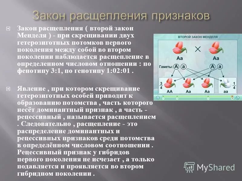 Расщепление признаков во втором поколении гибридов