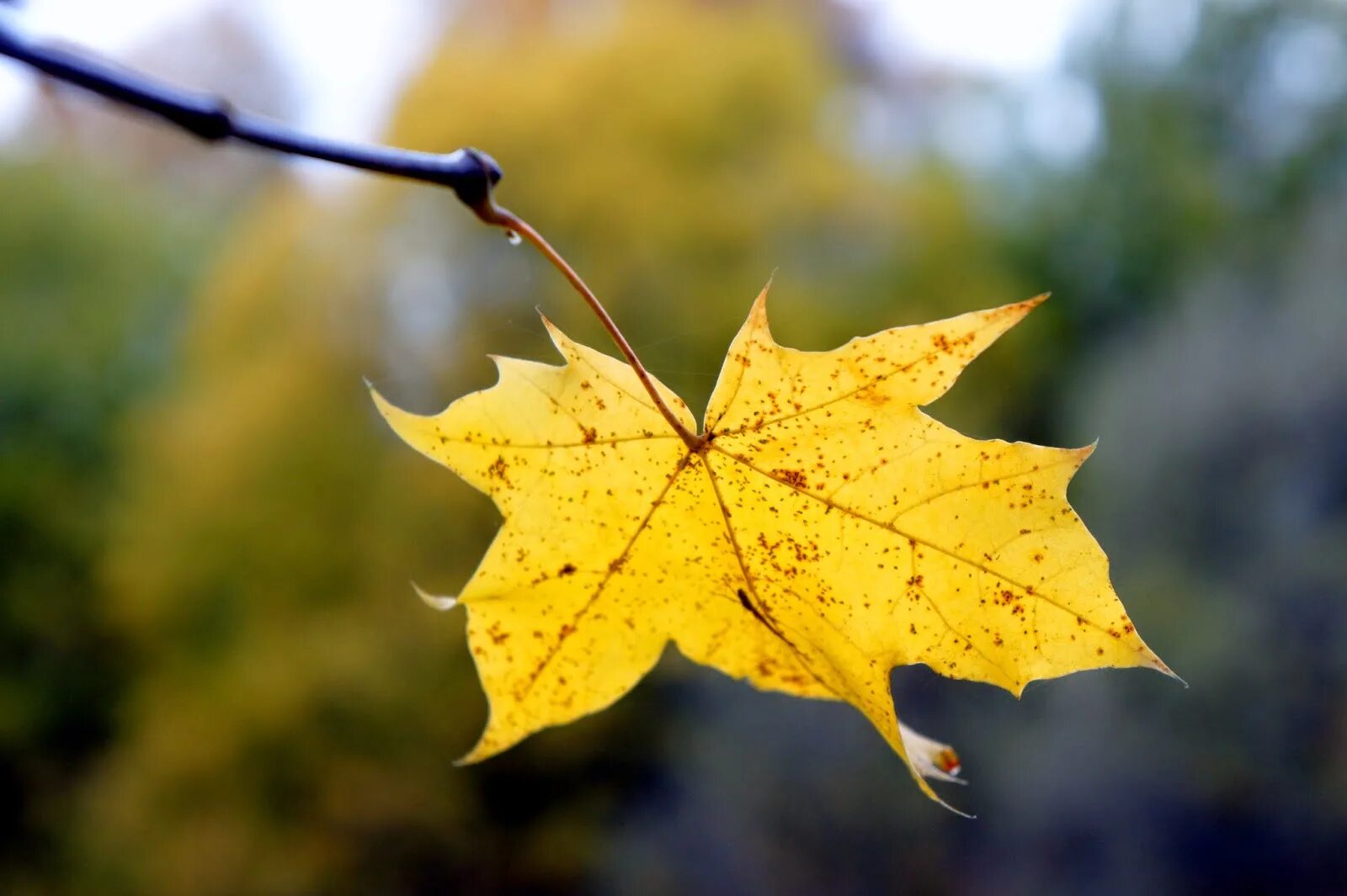 Да что говорить каждый осенний лист. Желтый лист. Желтый лист клена. Осенние листья. Пожелтевший лист.