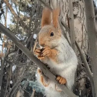 Белка в день человеку