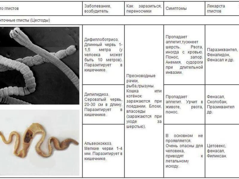 Болезни гельминтозы. Цестоды — ленточные гельминты.. Ленточные черви признаки паразитизма. Таблица ленточные черви и заболевания. Виды ленточных гельминтов таблица.