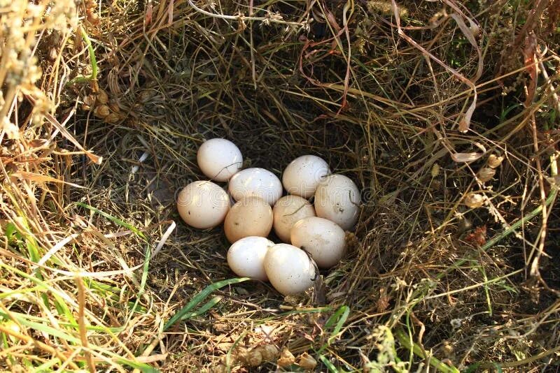 К чему снится куриное гнездо. Куриные яйца в гнезде. Гнездо курицы с яйцами. Водяная Курочка гнездо. Гнездо куриное для выпаривания яиц.