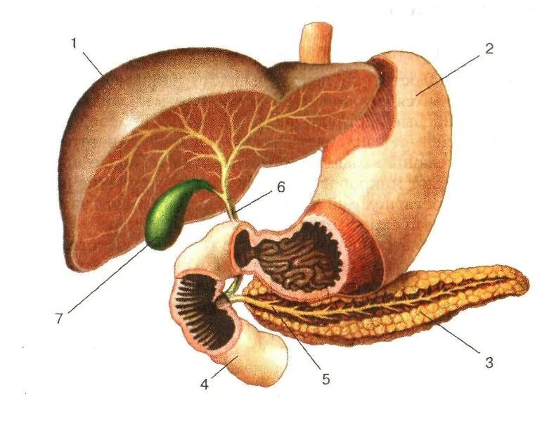 Печень и поджелудочная железа причины. Взаимное расположение желудка двенадцатиперстной кишки. Печень двенадцатиперстная кишка поджелудочная железа. 12-Перстная кишка печень поджелудочная железа строение. Печень двенадцатиперстная кишка поджелудочная железа рисунок.