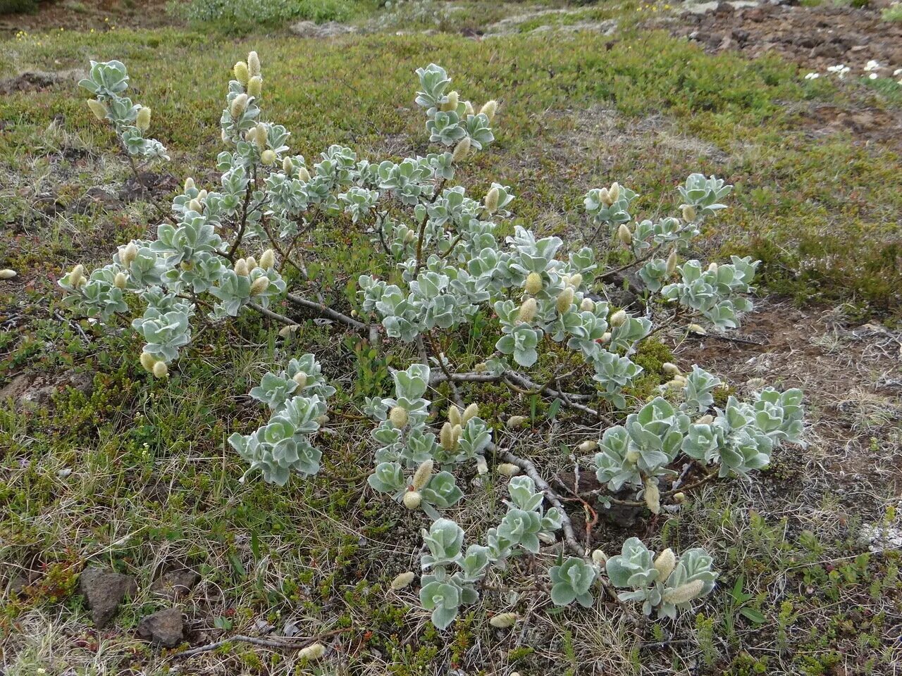 Карликовое дерево тундры. Карликовая Ива в тундре. Полярная Ива в тундре. Ива Арктическая в тундре. Растения тундры карликовая Ива