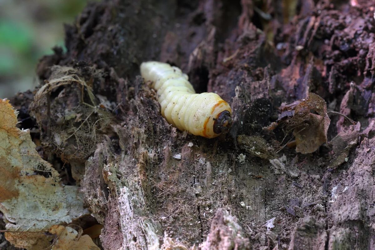 Большие личинки в дереве. Трухлявые пни личинки бронзовки. Пень с насекомыми.