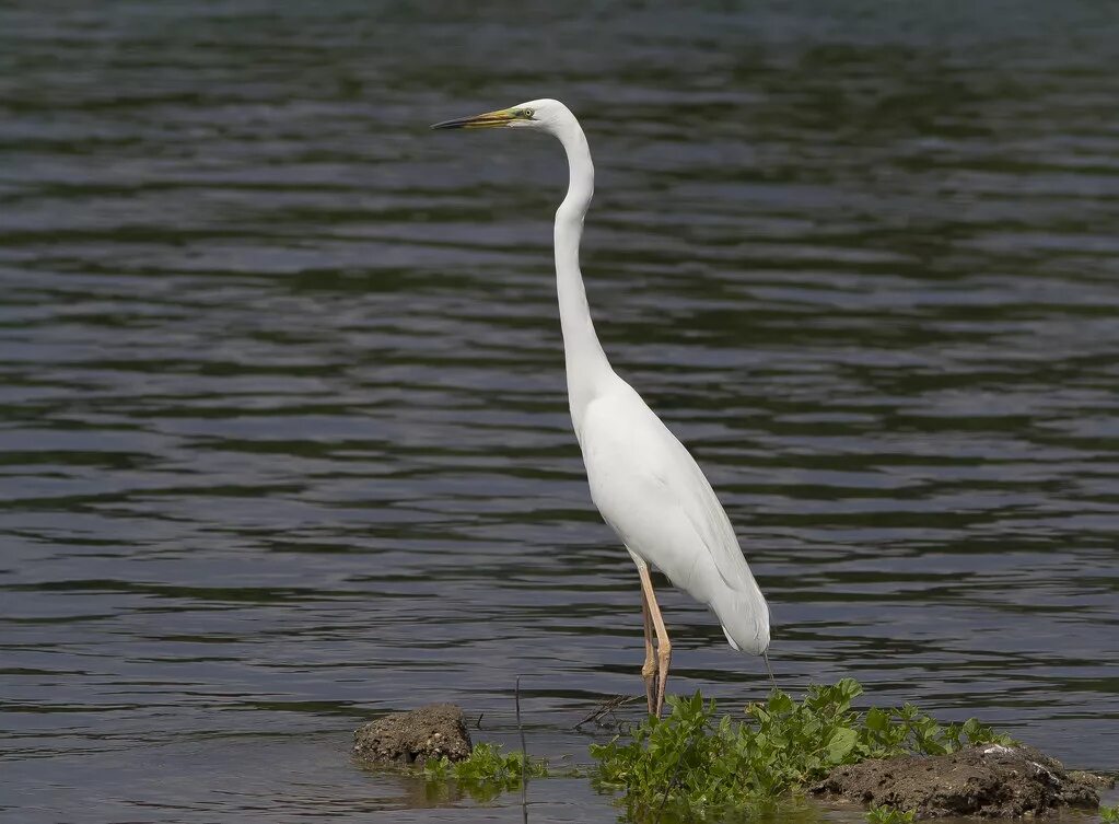 Белокрылая цапля. Белая птица. Белокрылая цапля. Белокрылая цапля пхукет. Белая птица с длинной шеей и клювом.
