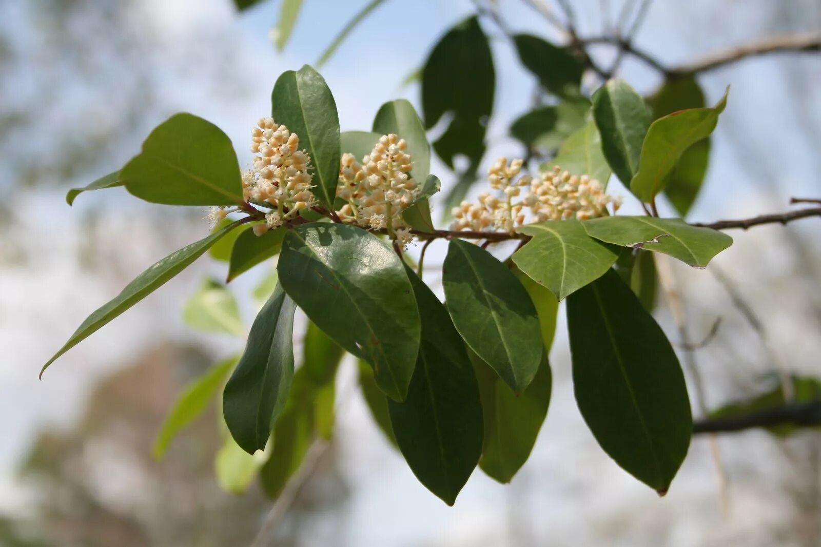 Prunus перевод. Prunus caroliniana. Prunus laurocerasus (лавровишня) 'Otto Luyken'. Prunus lauroceratus multistem.