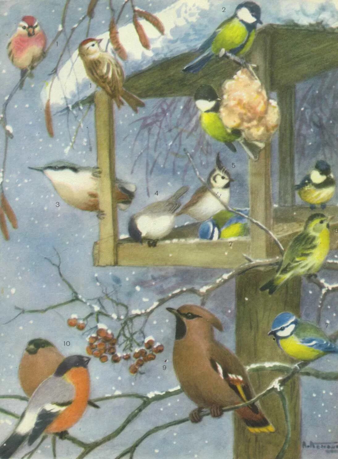 Зимняя кормушка для птиц. Тема птицы в городе. Рисование птицы зимой. Конкурс зимующие птицы. Рисование зимующие птицы.