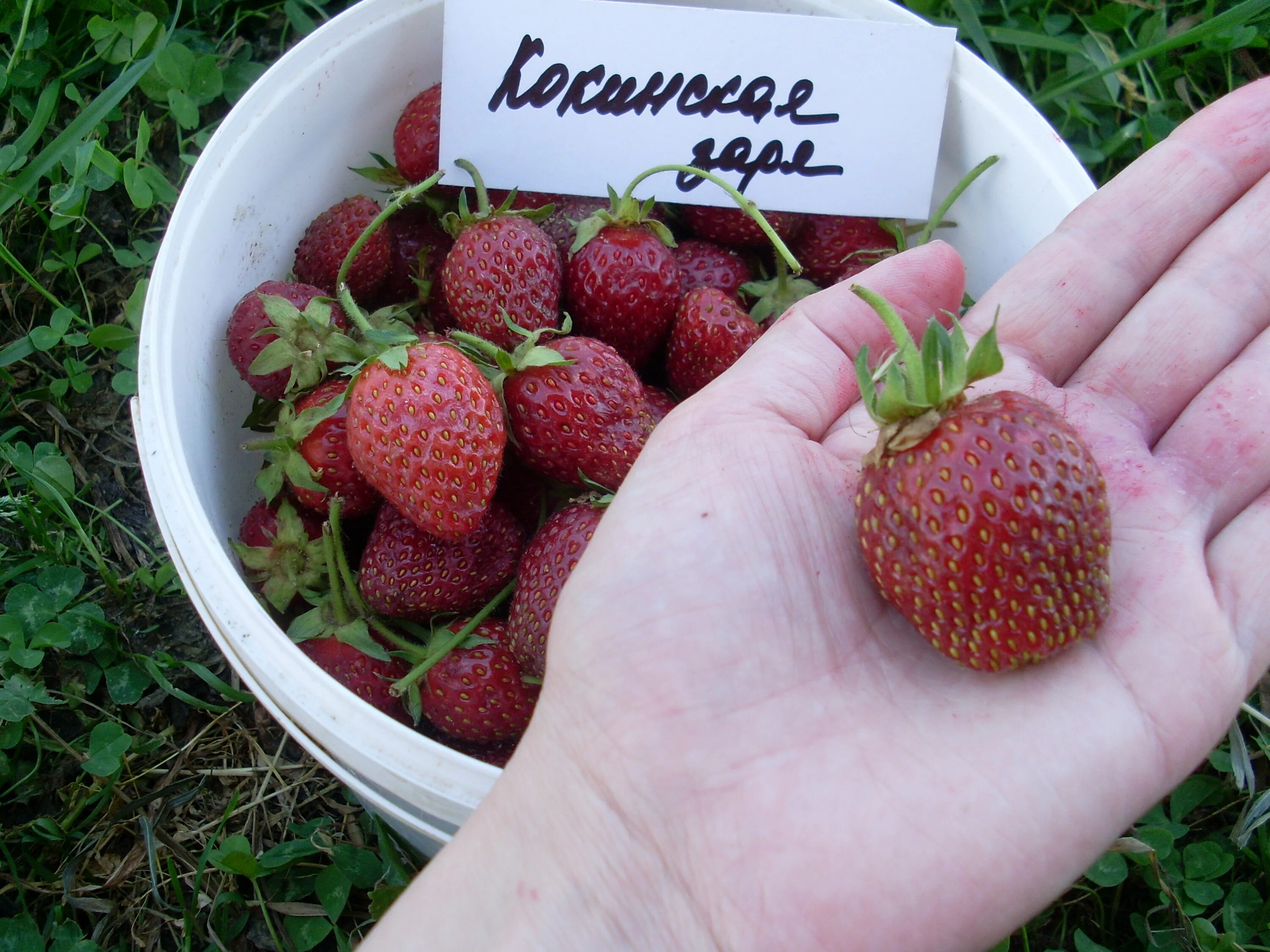 Земляника Кокинская Заря