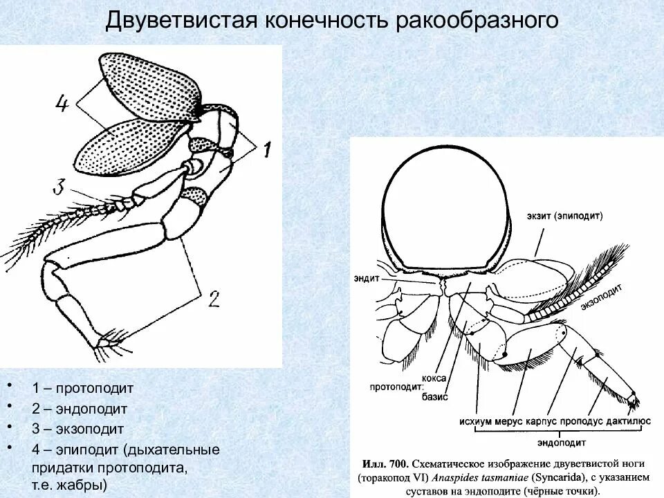 Пар ракообразных. Схема строения двуветвистой конечности ракообразного. строение двуветвистой конечности ракообразных. строение конечностей ракообразных. двуветвистая конечность ракообразных схема.