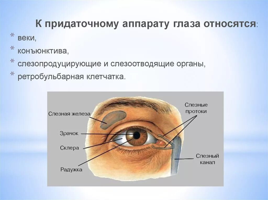 Ретробульбарная клетчатка глаза это анатомия. Вспомогательный аппарат глаза конъюнктива. Строение глаза и его придаточного аппарата. Вспомогательный аппарат глазного яблока.