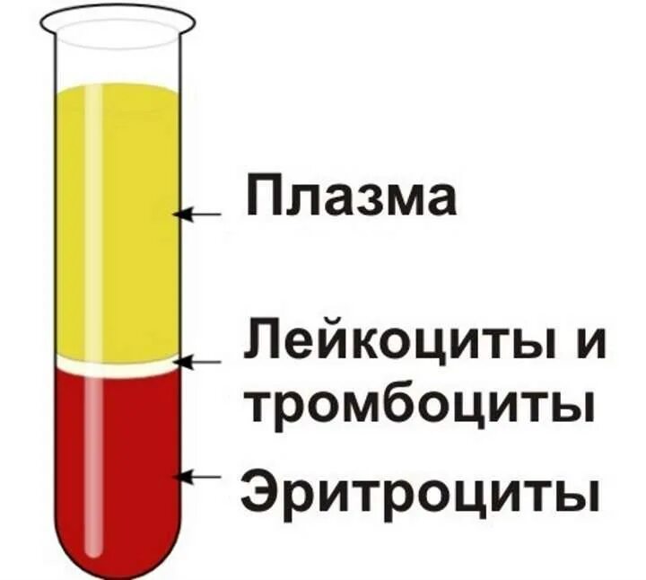 Плазма это кровь. Состав крови в пробирке. Состав плазмы и сыворотки крови. Как выглядит плазма крови. Состав плазмы крови рисунок.