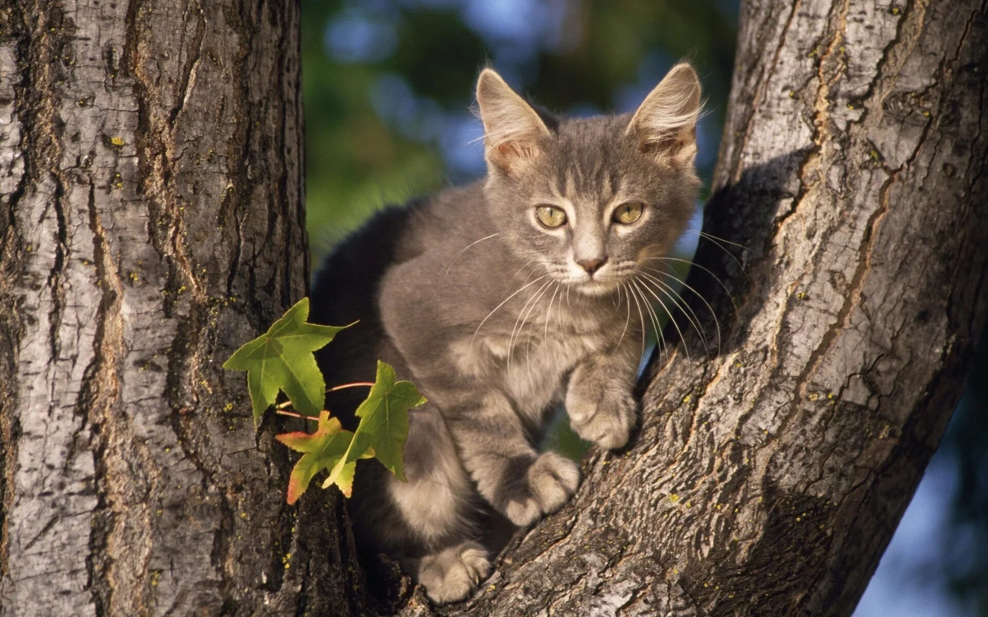 Картинки кошек. Кот на дереве. Котенок на дереве. Коты на деревьях. Красивые коты.