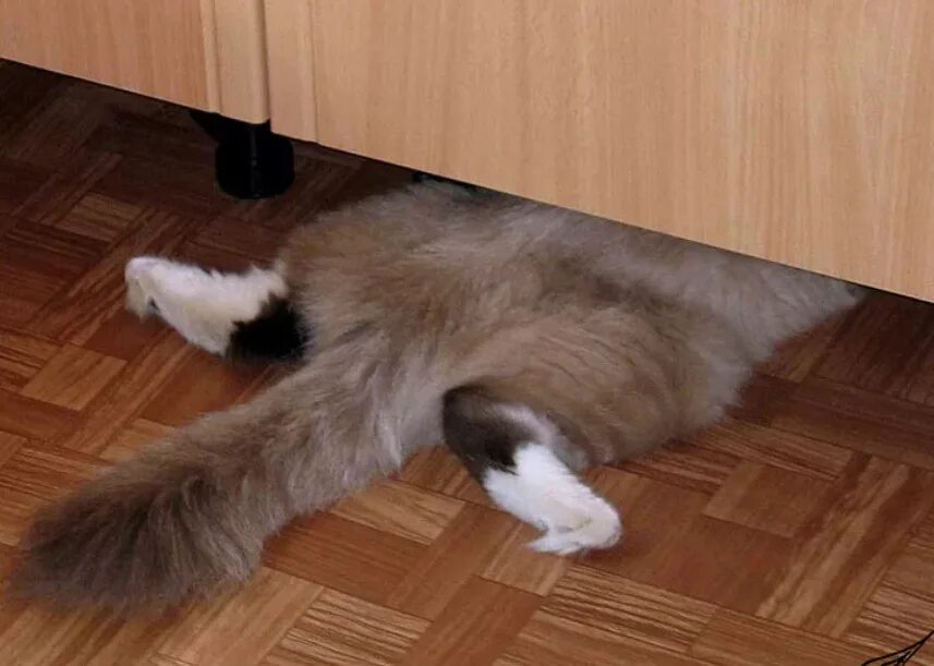 Котик спрятался. Кошка под шкафом. Коты под диваном. Кот прячется под диван. Песня кошки кошки на шкафах