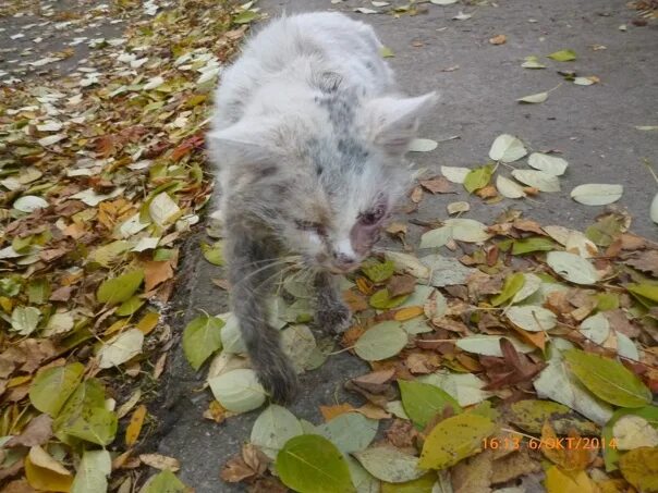 Hello street cat издевательство над кошками. Издевательства над котенком. Живодерство над котятами. Избитые котята бездомные.