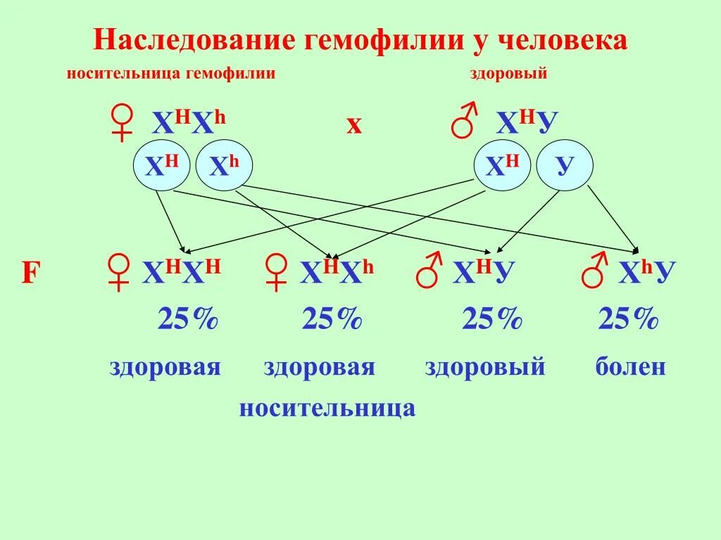 Схема наследования гемофилии. Генетические схемы наследования гемофилии. Гемофилия генетика Тип наследования. Схема наследования гемофилии у человека.