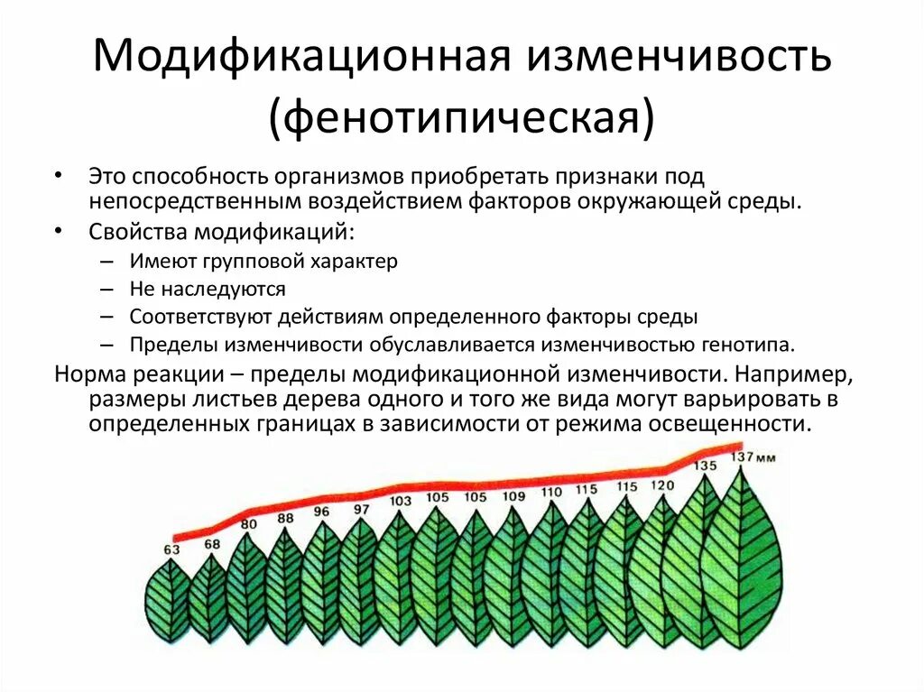 Норма реакции признака модификационная изменчивость. Фенотипическая модификационная изменчивость. 4. Модификационная изменчивость.. Норма реакции модификационной изменчивости.