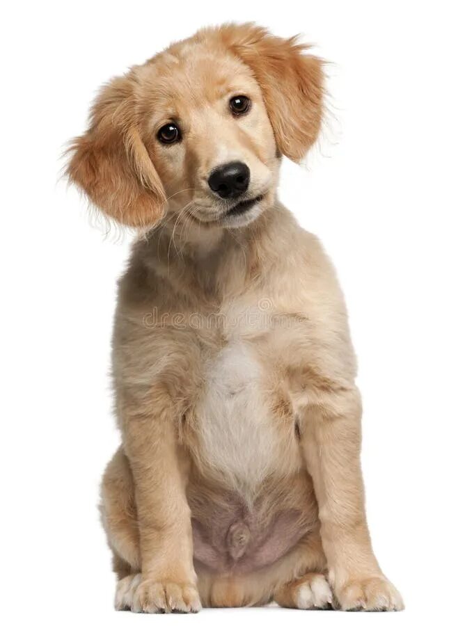 Mixed breed. А порода собаки корги смешанные с дворняжкой. Пудель и джек рассел терьер смесь. Щенки группа. Кот толкает собаку на лошадке.