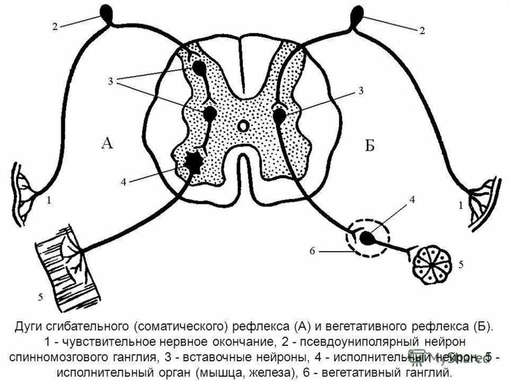 Поле рефлекса. Соматический спинальный рефлекс дуга. Схема рефлекторной дуги спинномозгового рефлекса. Схема дуги спинального вегетативного рефлекса. Схема сегмента спинного мозга и рефлекторной дуги.