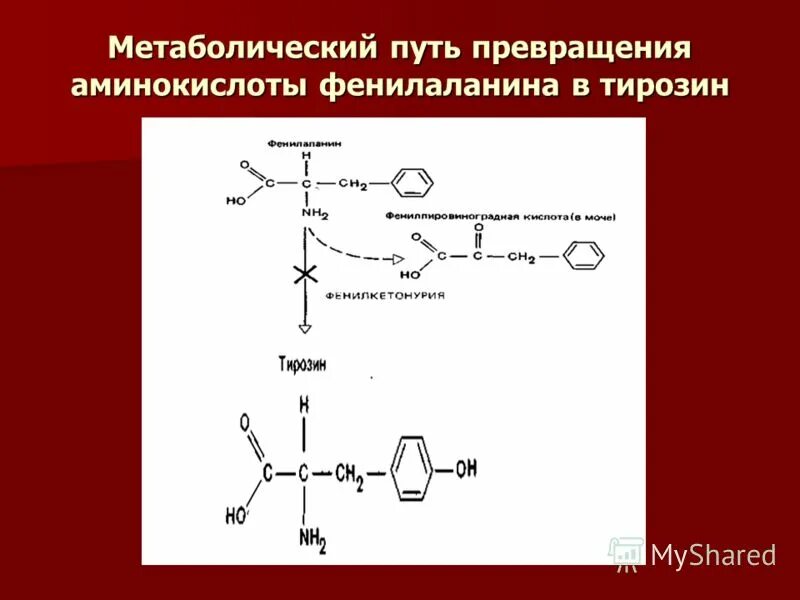 Общие пути метаболизма аминокислот. Превращение фенилаланина в тирозин. Пути превращения тирозина. Метаболический путь фенилаланина. Пути превращения фенилаланина и тирозина.