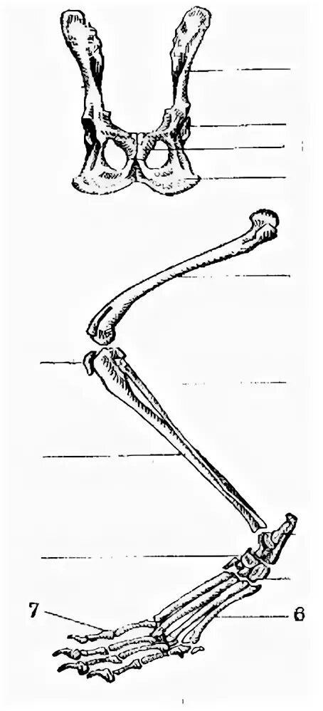 Рассмотрите задние конечности птиц большинство костей стопы. Пояс задних конечностей у млекопитающих. Пояса задних конечностей у млекопитающих тазовые. Пояс задних конечностей сумчатой лисицы. Скелет задней конечности млекопитающих.