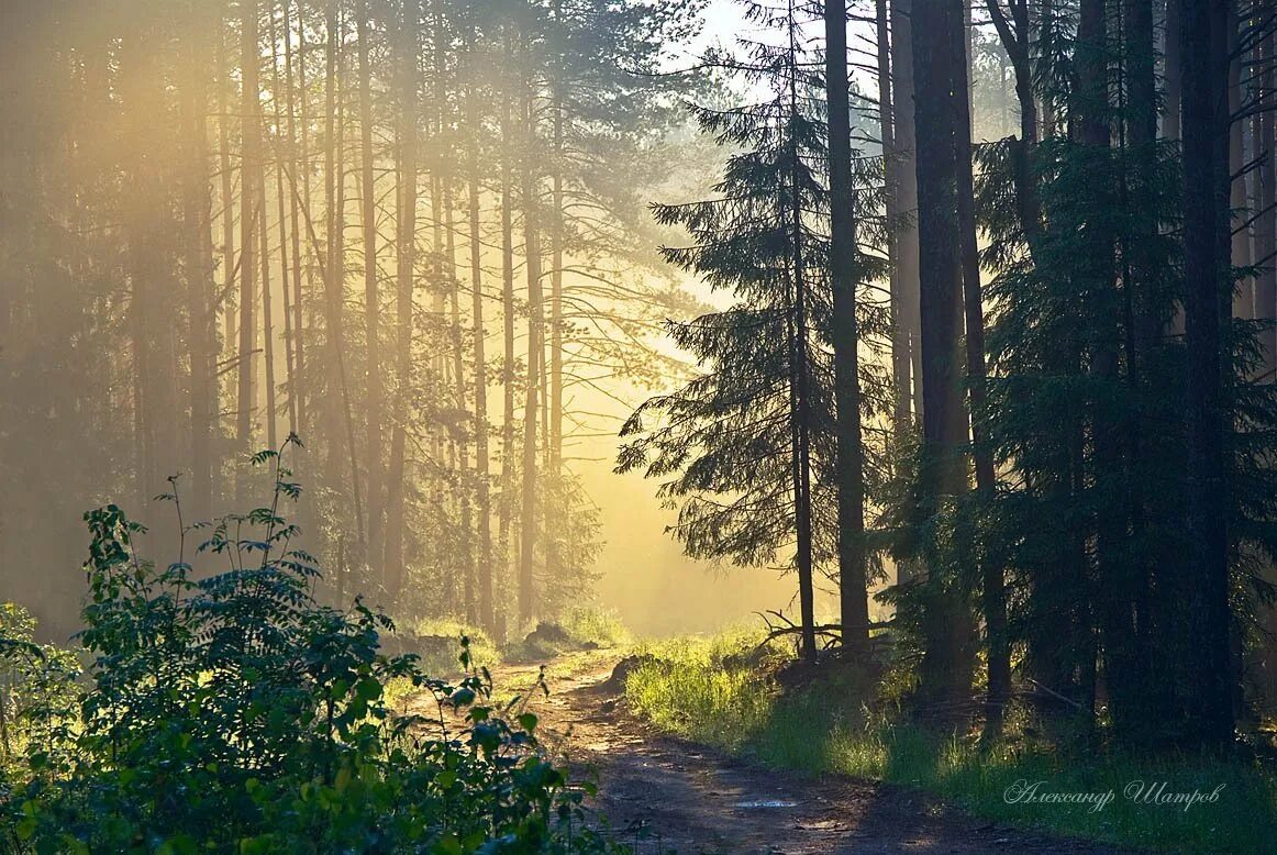 Хвойная тишина. Пейзаж лес. Летний лес. Сосновый лес в тумане. Утро в лесу.